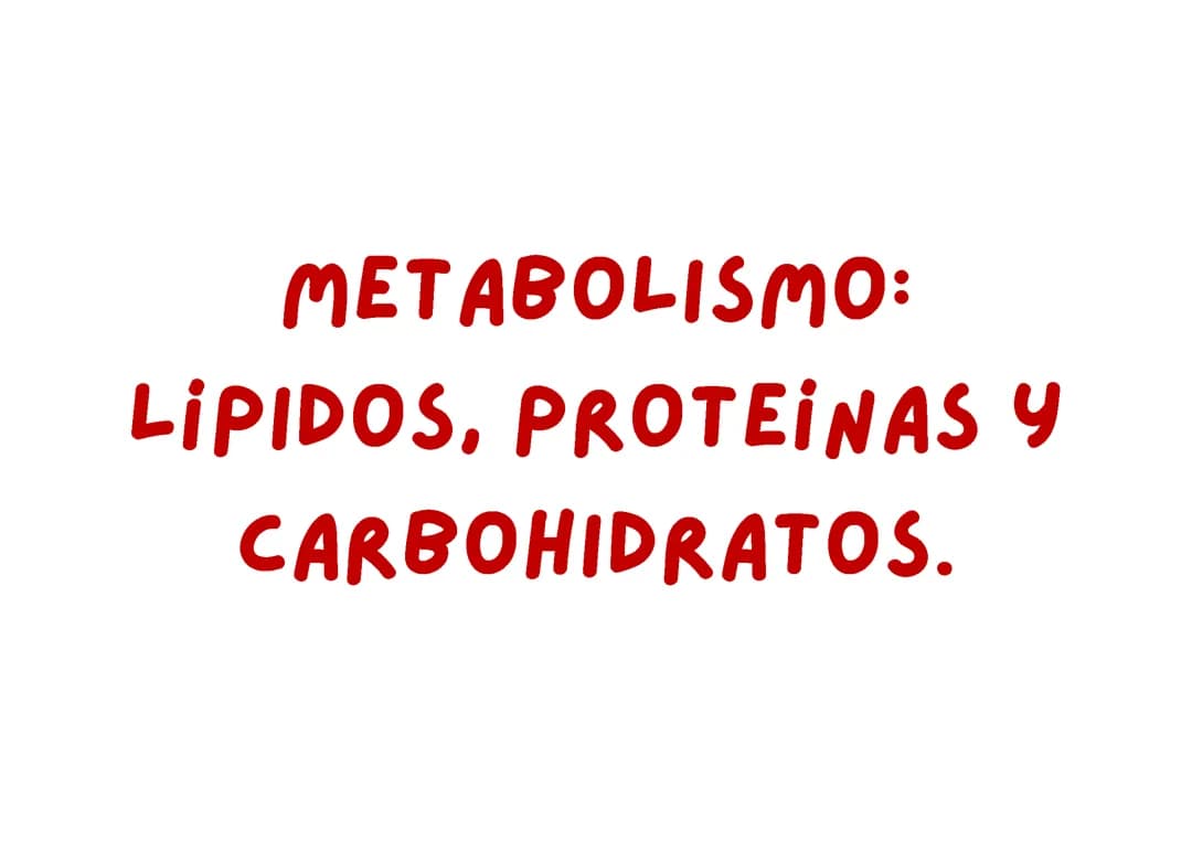 El metabolismo 