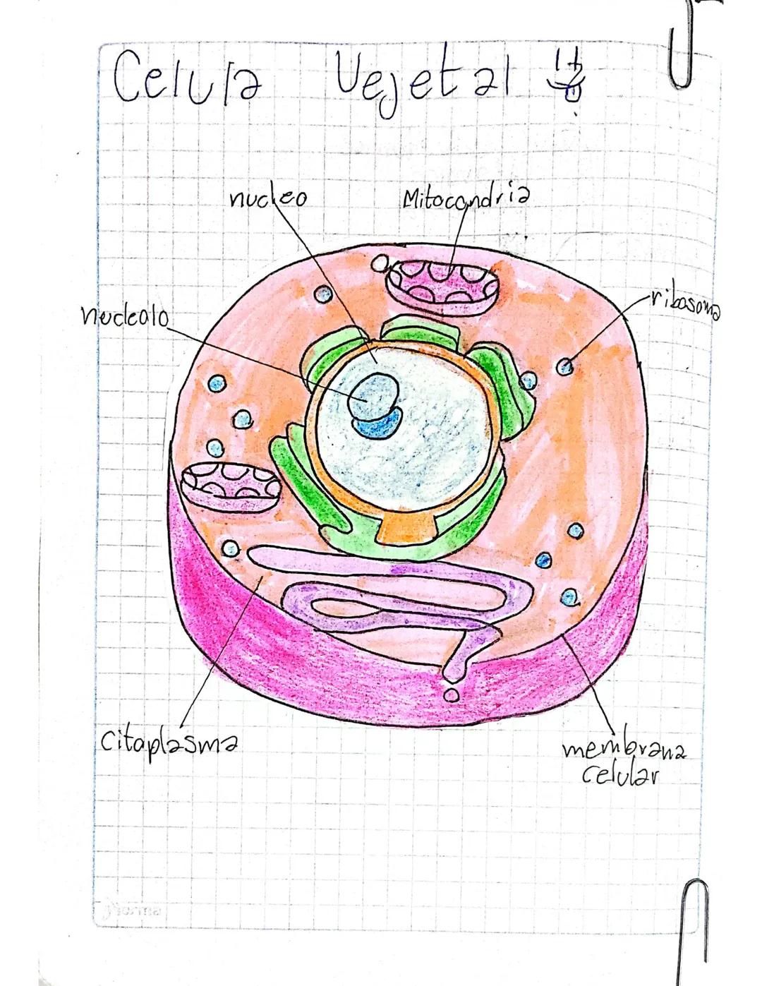 # Celula Vegetal

*   nucleo
*   Mitocondria
*   nucleolo
*   ribosoma
*   Citoplasma
*   membrana celular 2

Necleo: 61 campo de la biologi