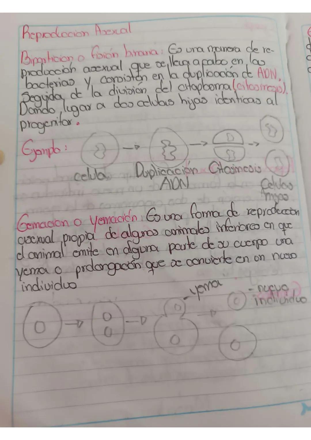 # Reproduccion Arexcal

Biparticion o fisión birouna: Go una manera de re-
Producción asexual que se lleug a pabo, en los
bacterias y consis