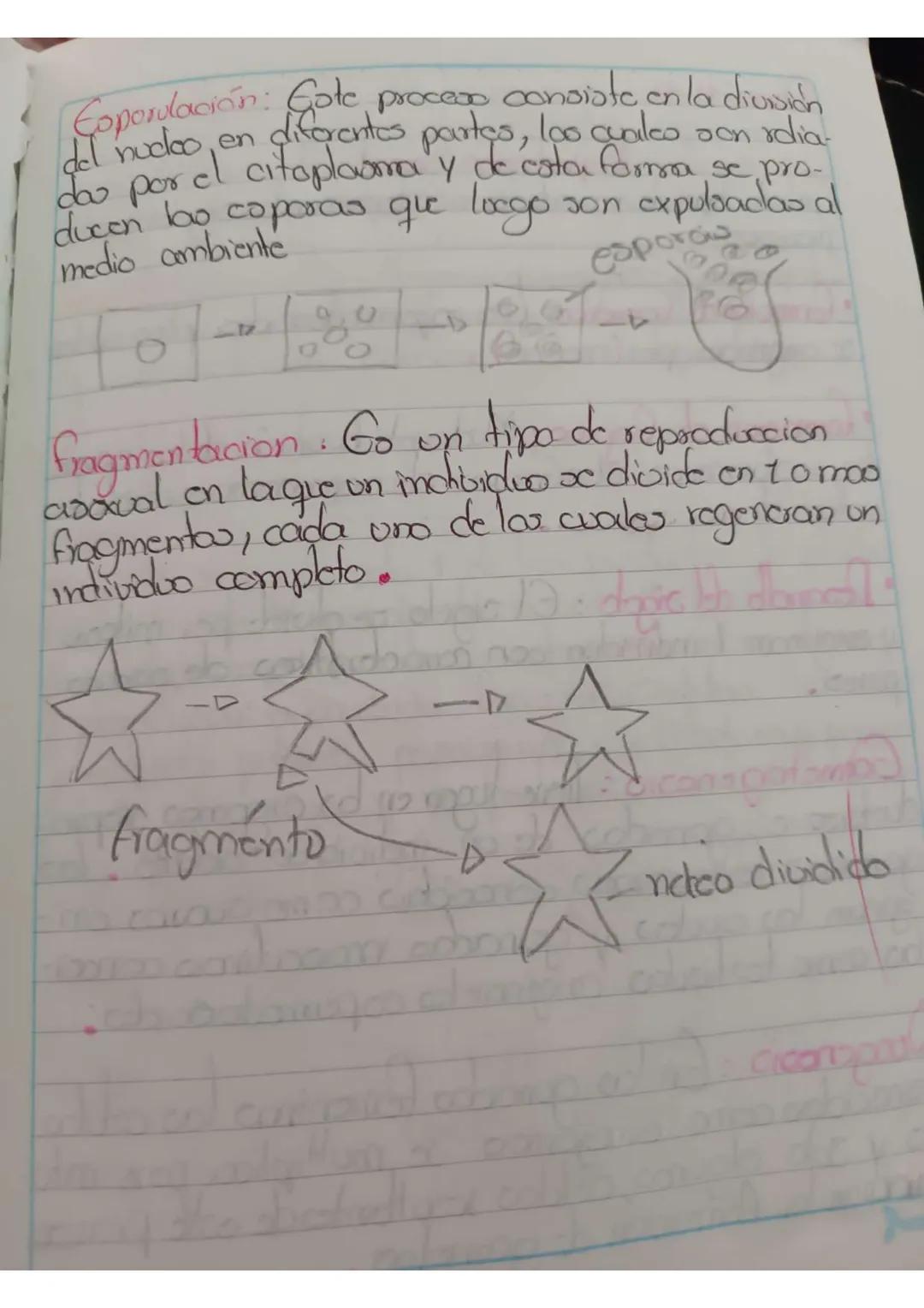 # Reproduccion Arexcal

Biparticion o fisión birouna: Go una manera de re-
Producción asexual que se lleug a pabo, en los
bacterias y consis