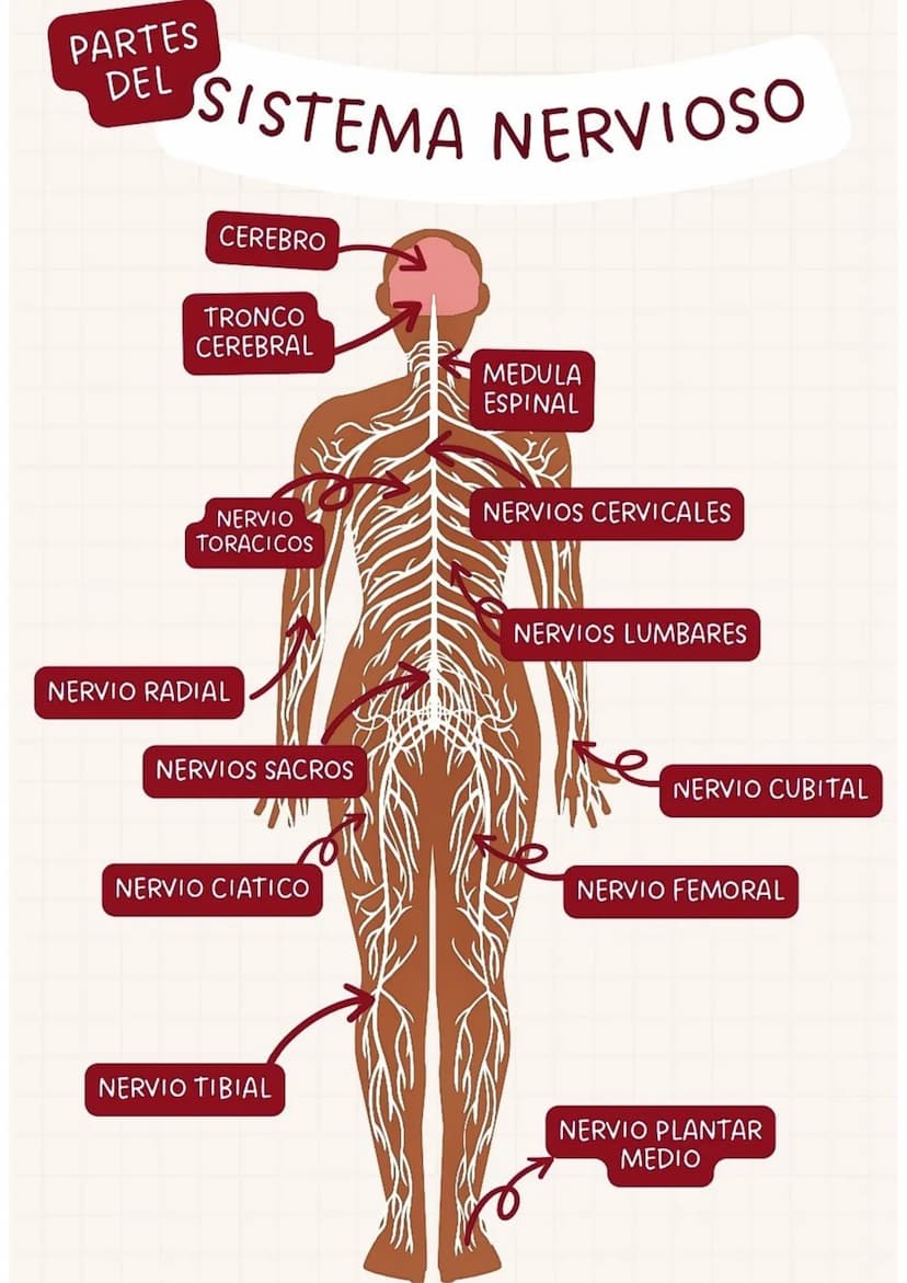 PARTES
DEL
SISTEMA NERVIOSO
CEREBRO
TRONCO
CEREBRAL
NERVIO
TORACICOS
NERVIO RADIAL
NERVIOS SACROS
NERVIO CIATICO
MEDULA
ESPINAL
NERVIOS CERV