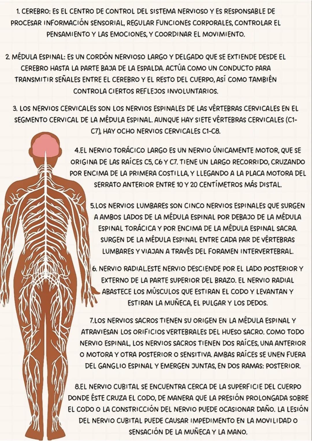 PARTES
DEL
SISTEMA NERVIOSO
CEREBRO
TRONCO
CEREBRAL
NERVIO
TORACICOS
NERVIO RADIAL
NERVIOS SACROS
NERVIO CIATICO
MEDULA
ESPINAL
NERVIOS CERV