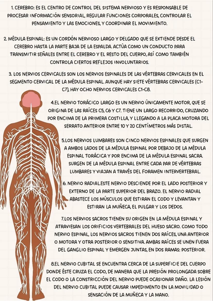 PARTES
DEL
SISTEMA NERVIOSO
CEREBRO
TRONCO
CEREBRAL
NERVIO
TORACICOS
NERVIO RADIAL
NERVIOS SACROS
NERVIO CIATICO
MEDULA
ESPINAL
NERVIOS CERV