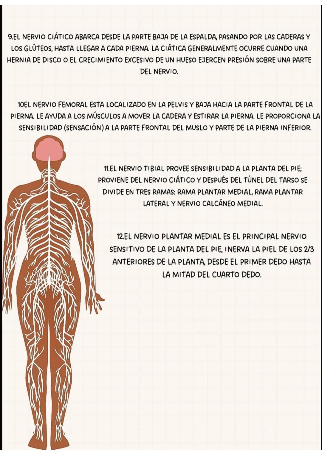PARTES
DEL
SISTEMA NERVIOSO
CEREBRO
TRONCO
CEREBRAL
NERVIO
TORACICOS
NERVIO RADIAL
NERVIOS SACROS
NERVIO CIATICO
MEDULA
ESPINAL
NERVIOS CERV