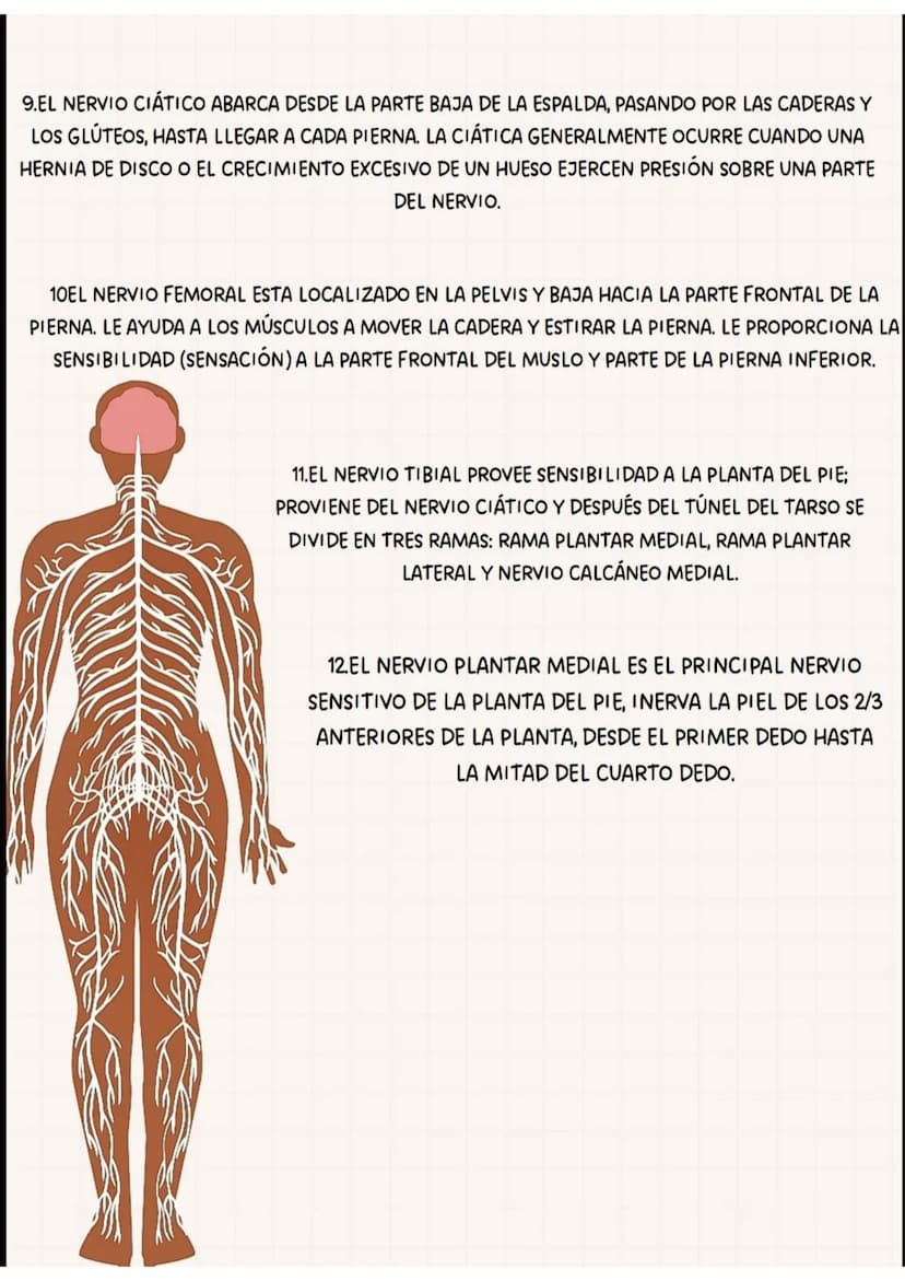 PARTES
DEL
SISTEMA NERVIOSO
CEREBRO
TRONCO
CEREBRAL
NERVIO
TORACICOS
NERVIO RADIAL
NERVIOS SACROS
NERVIO CIATICO
MEDULA
ESPINAL
NERVIOS CERV