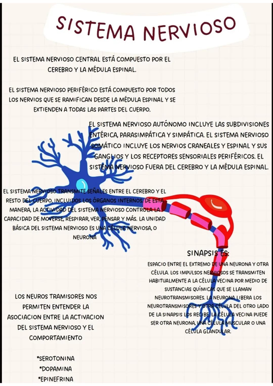 PARTES
DEL
SISTEMA NERVIOSO
CEREBRO
TRONCO
CEREBRAL
NERVIO
TORACICOS
NERVIO RADIAL
NERVIOS SACROS
NERVIO CIATICO
MEDULA
ESPINAL
NERVIOS CERV