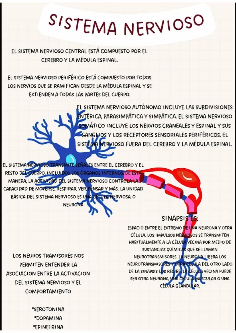 PARTES
DEL
SISTEMA NERVIOSO
CEREBRO
TRONCO
CEREBRAL
NERVIO
TORACICOS
NERVIO RADIAL
NERVIOS SACROS
NERVIO CIATICO
MEDULA
ESPINAL
NERVIOS CERV