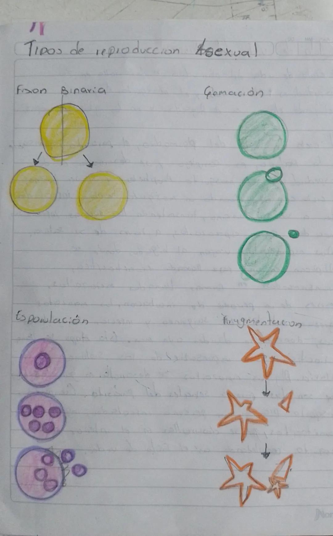 # Tipos de reproduccion Asexual

Fision Binaria

Gemación

Esporulación

Fragmentación