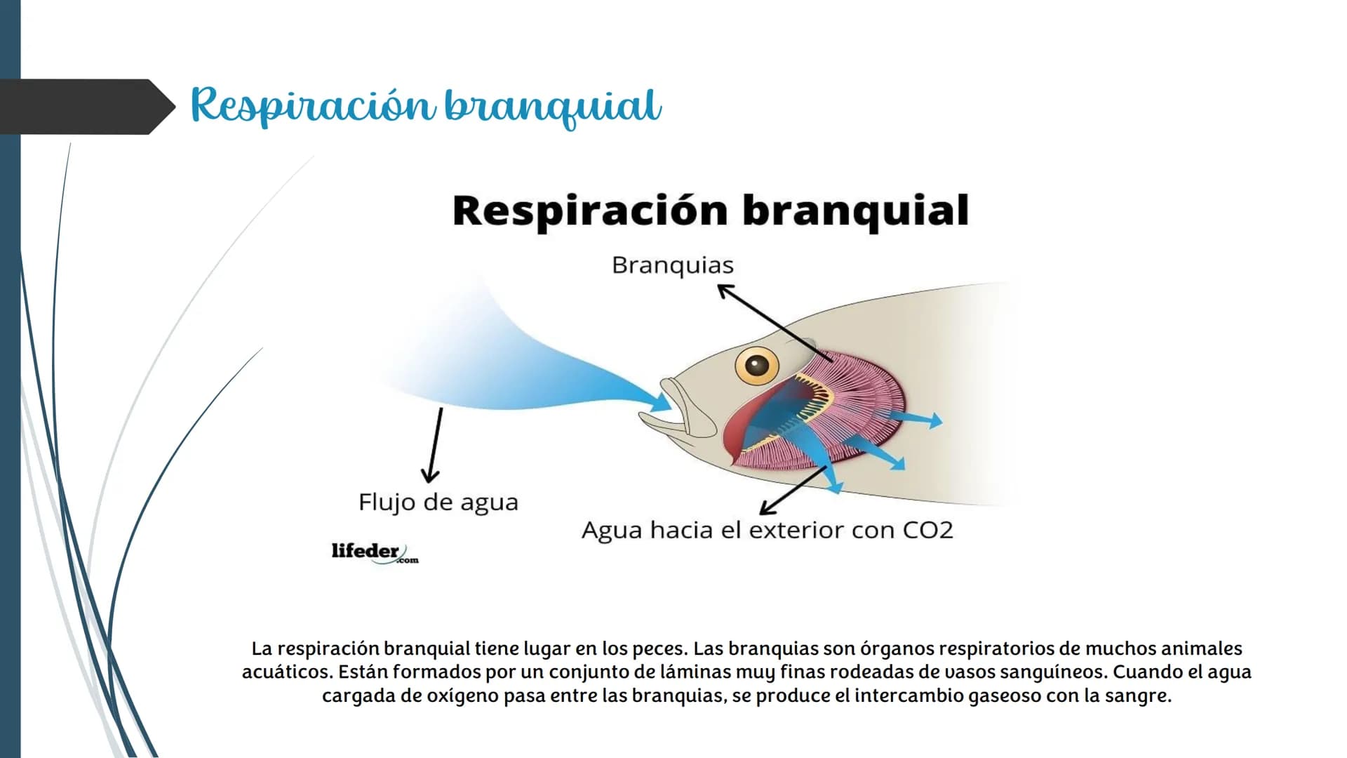 La
Respiración ¿Qué es la respiración?
• Pulmonar
La respiración externa, también
conocida simplemente como
respiración, consiste en llevar 