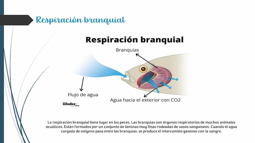 La
Respiración ¿Qué es la respiración?
• Pulmonar
La respiración externa, también
conocida simplemente como
respiración, consiste en llevar 