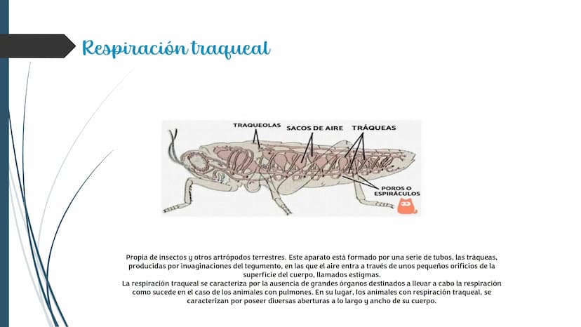 La
Respiración ¿Qué es la respiración?
• Pulmonar
La respiración externa, también
conocida simplemente como
respiración, consiste en llevar 