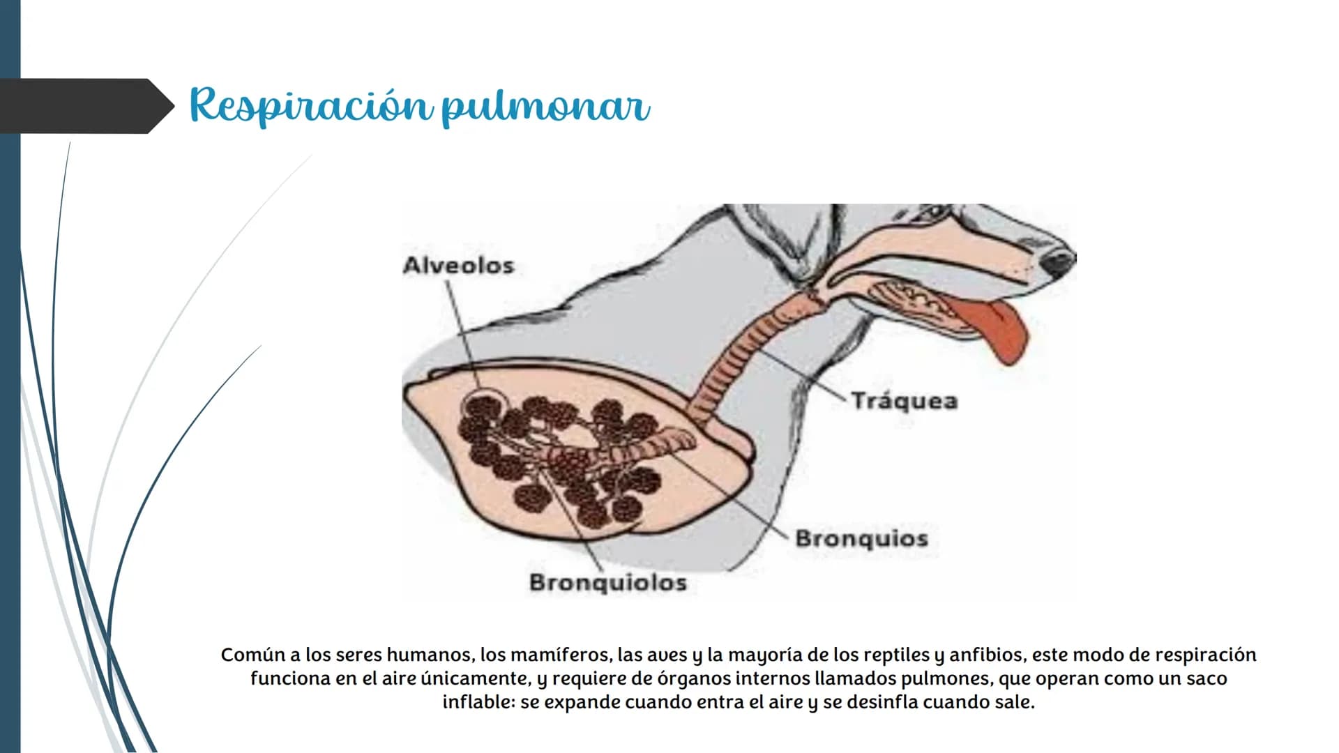La
Respiración ¿Qué es la respiración?
• Pulmonar
La respiración externa, también
conocida simplemente como
respiración, consiste en llevar 