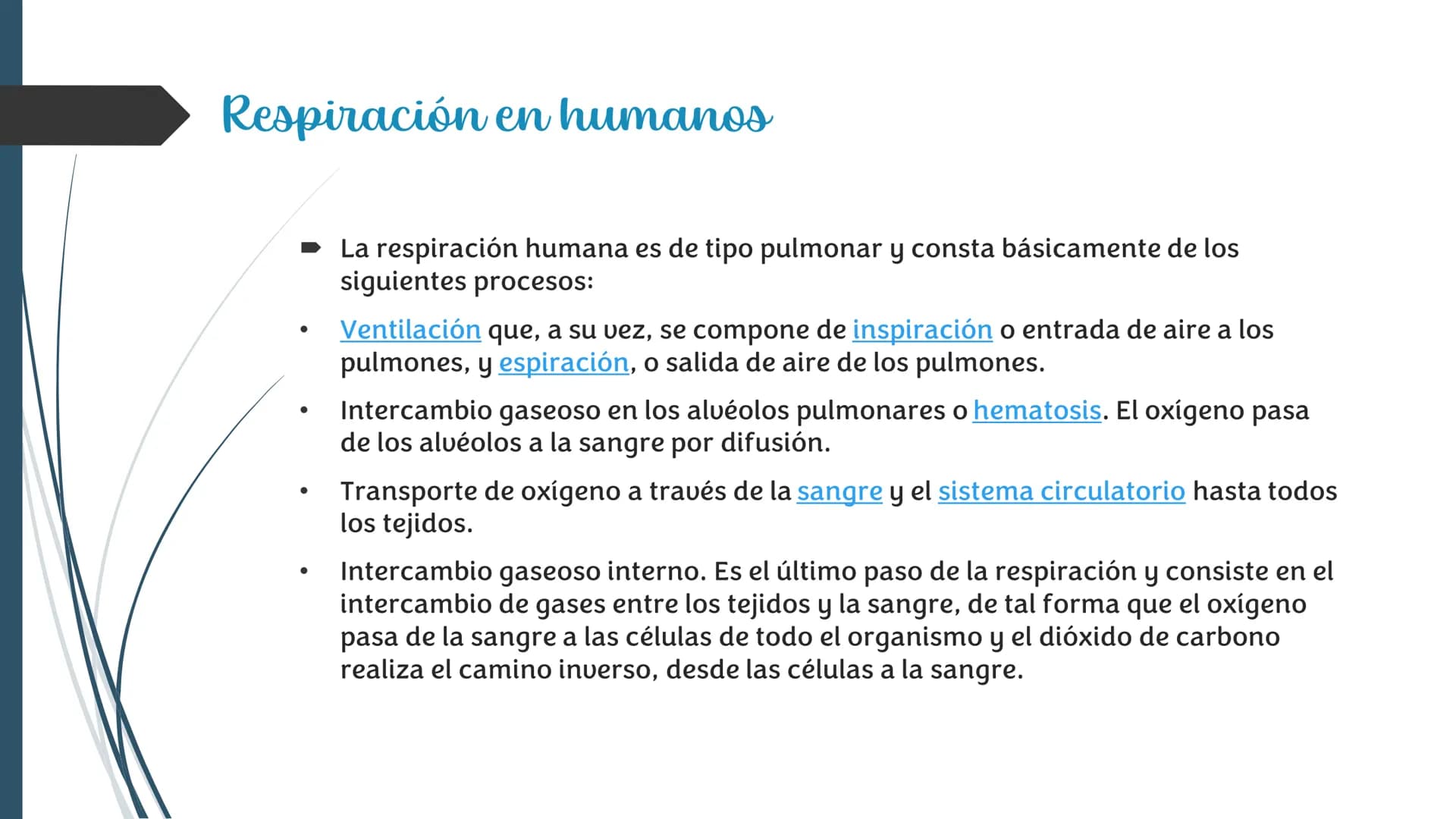 La
Respiración ¿Qué es la respiración?
• Pulmonar
La respiración externa, también
conocida simplemente como
respiración, consiste en llevar 