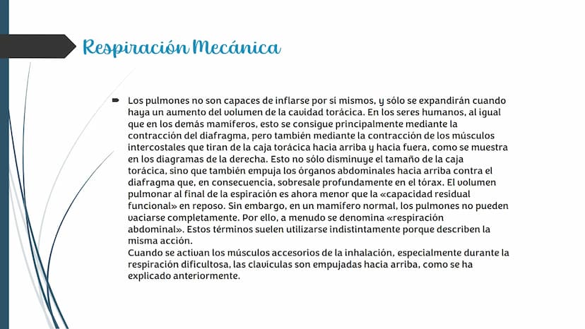 La
Respiración ¿Qué es la respiración?
• Pulmonar
La respiración externa, también
conocida simplemente como
respiración, consiste en llevar 