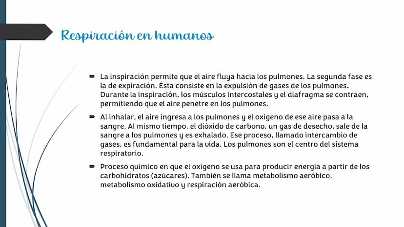 La
Respiración ¿Qué es la respiración?
• Pulmonar
La respiración externa, también
conocida simplemente como
respiración, consiste en llevar 