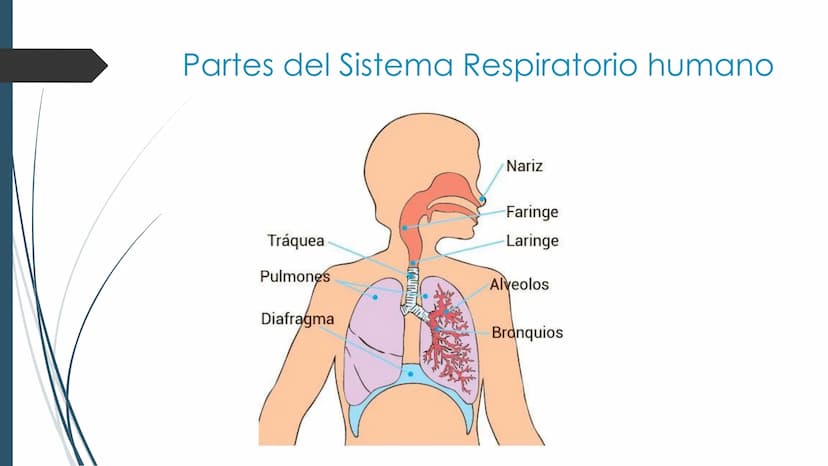 La
Respiración ¿Qué es la respiración?
• Pulmonar
La respiración externa, también
conocida simplemente como
respiración, consiste en llevar 