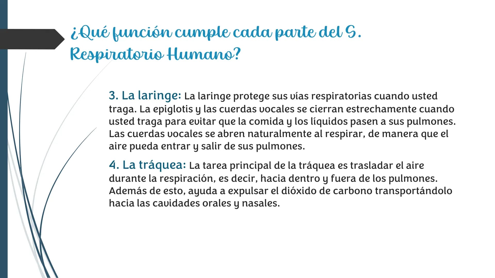 La
Respiración ¿Qué es la respiración?
• Pulmonar
La respiración externa, también
conocida simplemente como
respiración, consiste en llevar 
