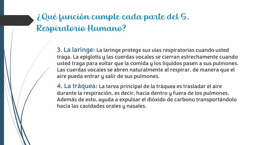 La
Respiración ¿Qué es la respiración?
• Pulmonar
La respiración externa, también
conocida simplemente como
respiración, consiste en llevar 