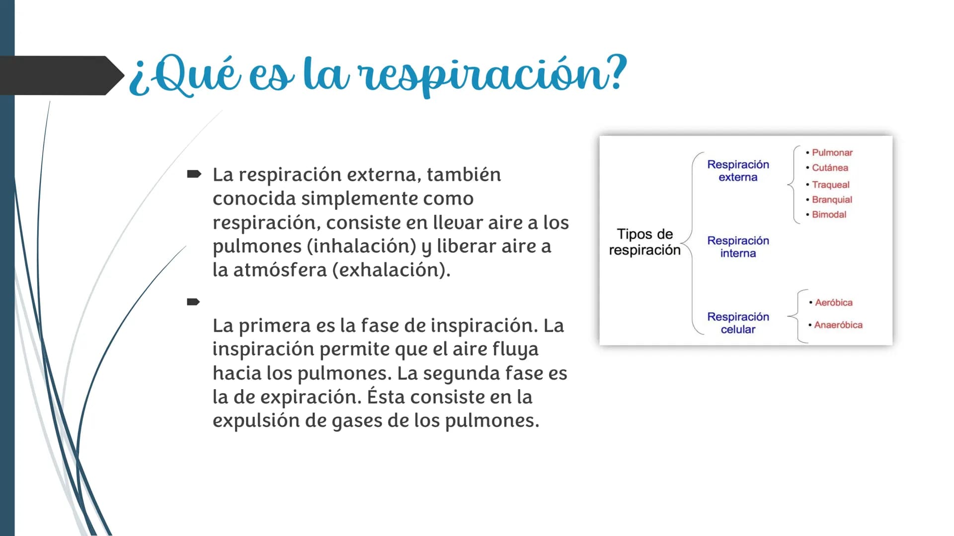La
Respiración ¿Qué es la respiración?
• Pulmonar
La respiración externa, también
conocida simplemente como
respiración, consiste en llevar 