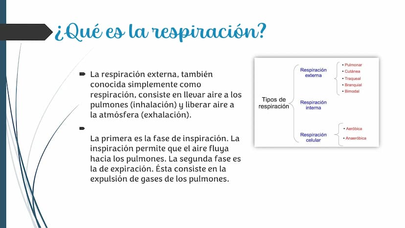 La
Respiración ¿Qué es la respiración?
• Pulmonar
La respiración externa, también
conocida simplemente como
respiración, consiste en llevar 