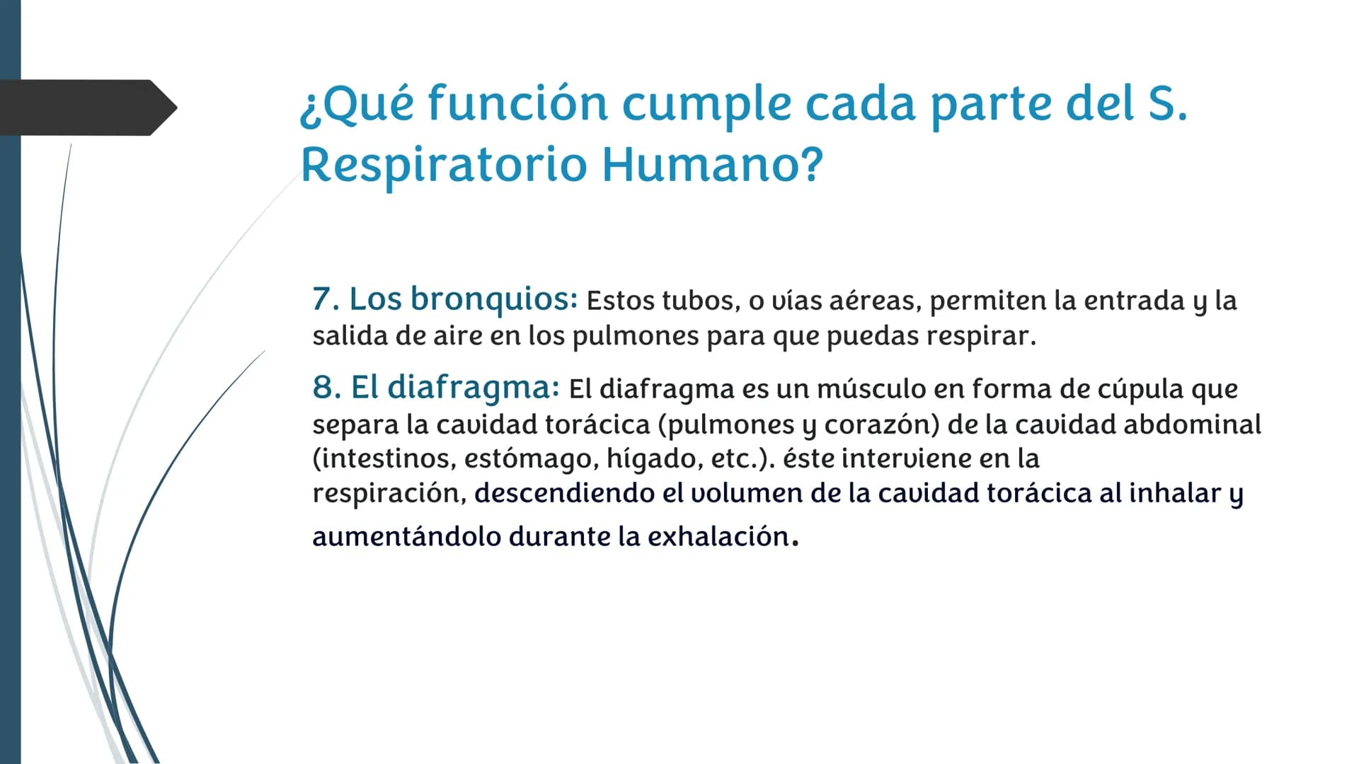 La
Respiración ¿Qué es la respiración?
• Pulmonar
La respiración externa, también
conocida simplemente como
respiración, consiste en llevar 