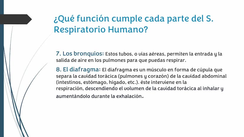 La
Respiración ¿Qué es la respiración?
• Pulmonar
La respiración externa, también
conocida simplemente como
respiración, consiste en llevar 