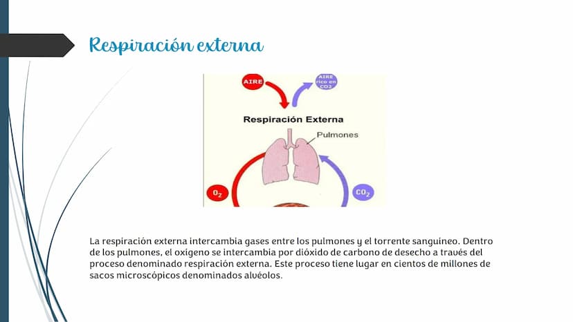 La
Respiración ¿Qué es la respiración?
• Pulmonar
La respiración externa, también
conocida simplemente como
respiración, consiste en llevar 