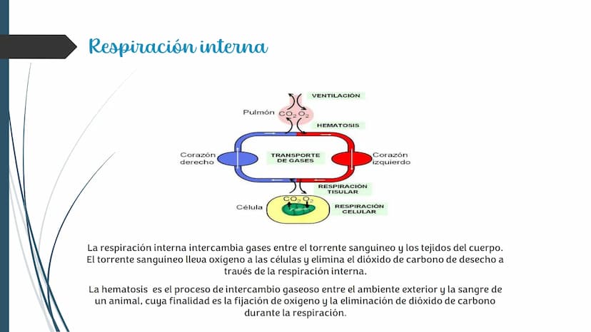 La
Respiración ¿Qué es la respiración?
• Pulmonar
La respiración externa, también
conocida simplemente como
respiración, consiste en llevar 