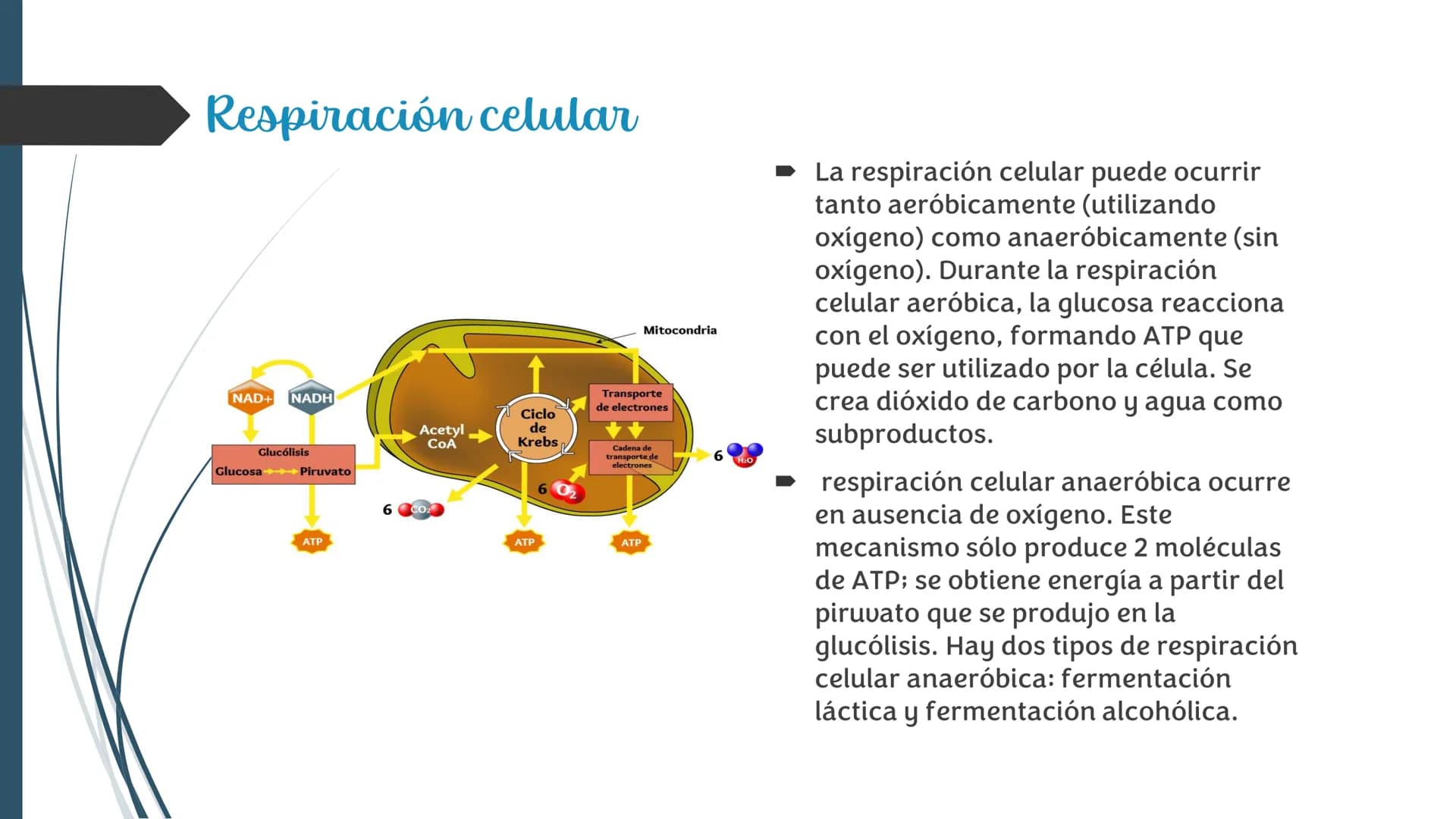 La
Respiración ¿Qué es la respiración?
• Pulmonar
La respiración externa, también
conocida simplemente como
respiración, consiste en llevar 