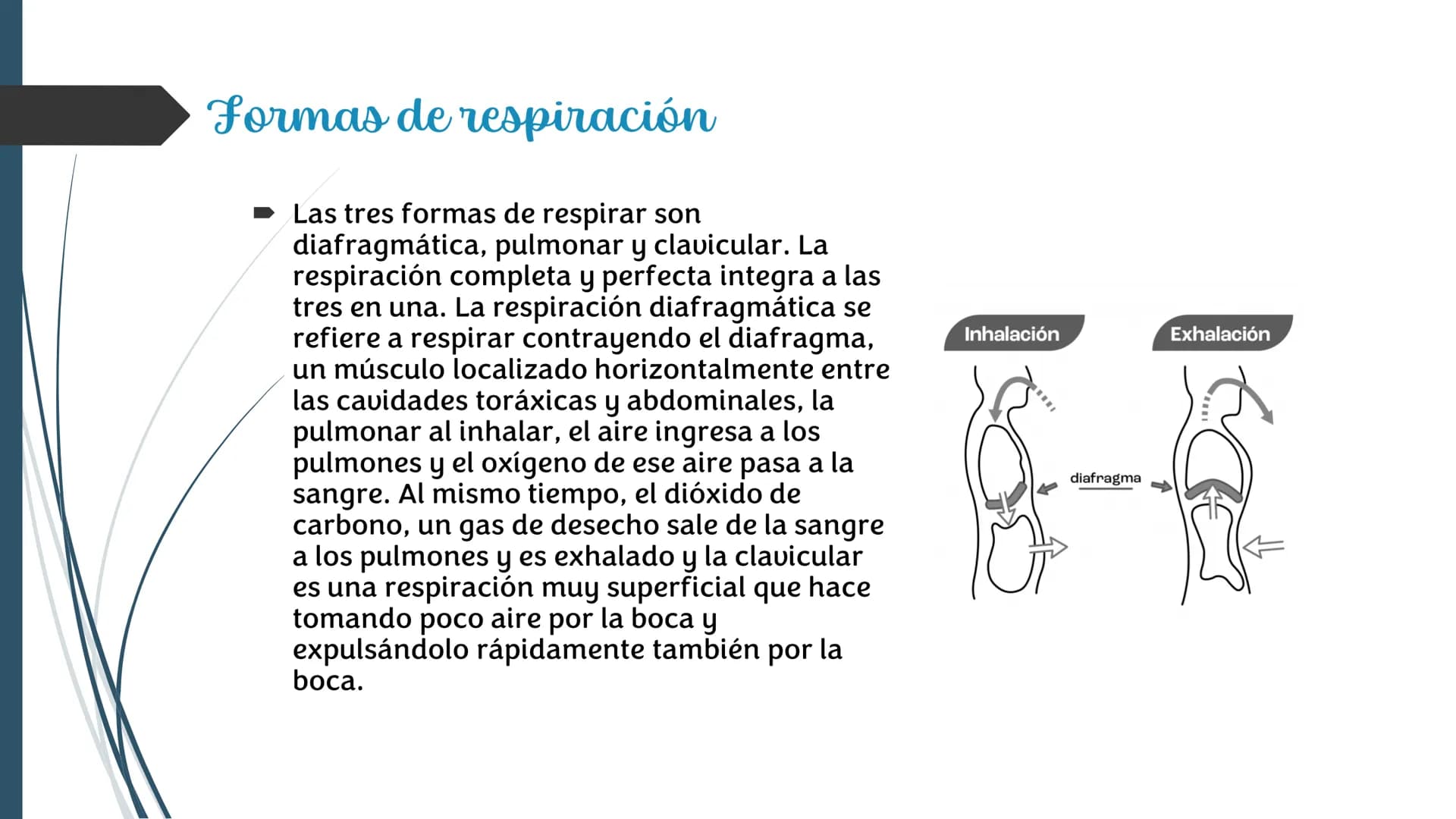 La
Respiración ¿Qué es la respiración?
• Pulmonar
La respiración externa, también
conocida simplemente como
respiración, consiste en llevar 