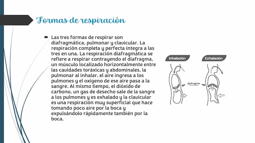 La
Respiración ¿Qué es la respiración?
• Pulmonar
La respiración externa, también
conocida simplemente como
respiración, consiste en llevar 