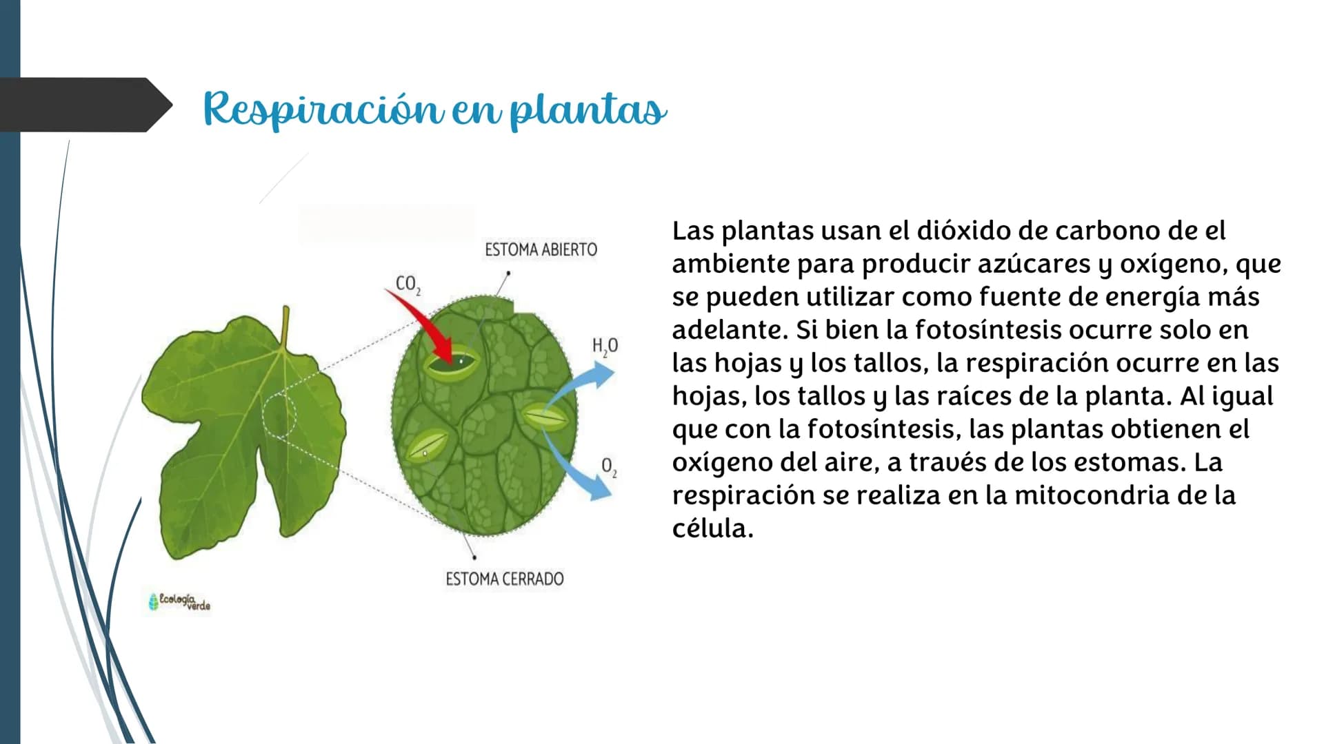 La
Respiración ¿Qué es la respiración?
• Pulmonar
La respiración externa, también
conocida simplemente como
respiración, consiste en llevar 