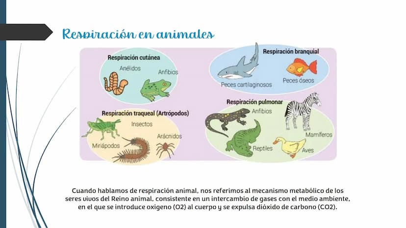 La
Respiración ¿Qué es la respiración?
• Pulmonar
La respiración externa, también
conocida simplemente como
respiración, consiste en llevar 