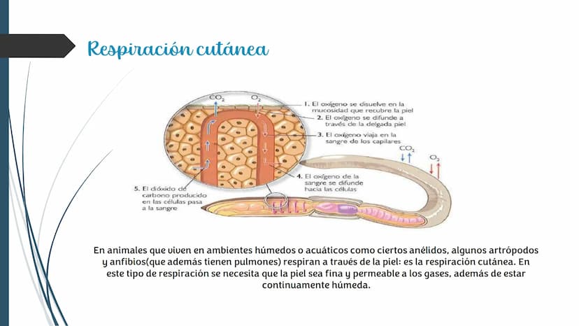 La
Respiración ¿Qué es la respiración?
• Pulmonar
La respiración externa, también
conocida simplemente como
respiración, consiste en llevar 