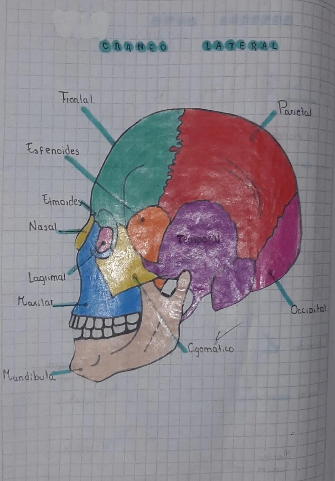 Huesos del Cráneo y el Cuerpo Humano