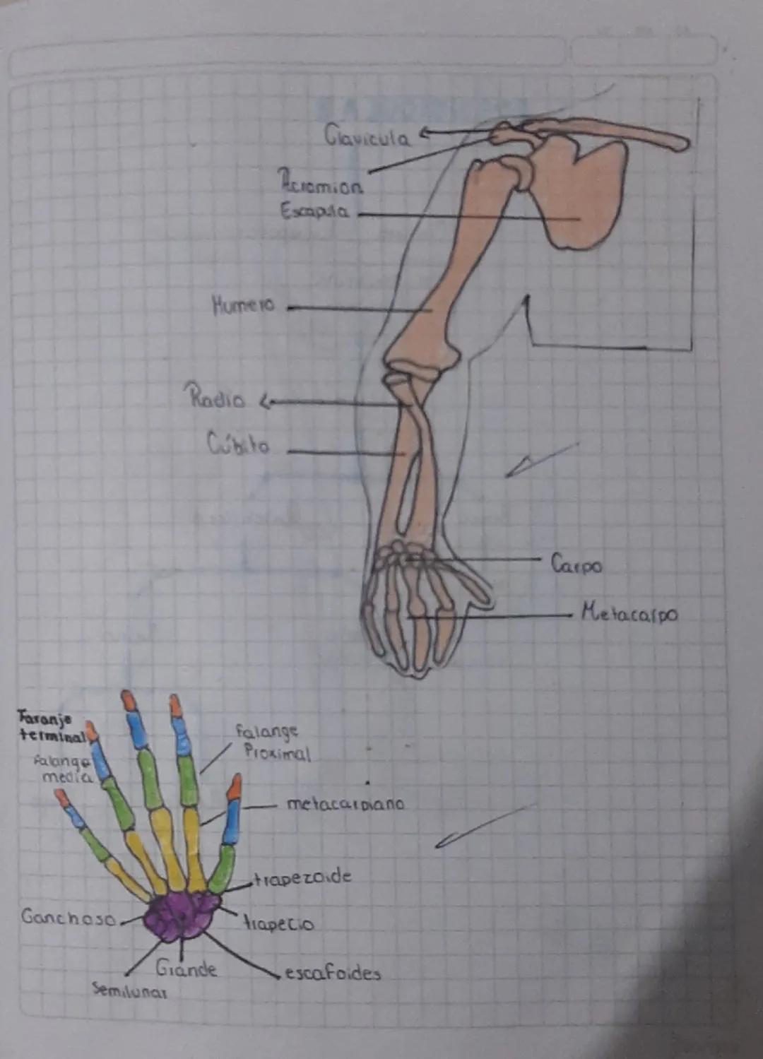 # CRANEO LATERAL

Frontal

Esfenoides

Etmoides

Nasal

Lagrimal

Maxilar

Mandibula

Parietal

Temporal

Occipital

Cigomático Hume ro

Rad