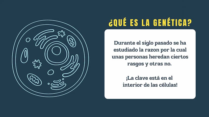 N
H-N
H
H
CH
H-
T
タール
こ
GENETICA
Conceptos básicos
N-H
H-N
G
HIN
H
N-H
C
4-2 TEMARIO:
1
¿Qué es la genética?
2
¿Dónde están los genes?
3 ¿Qu