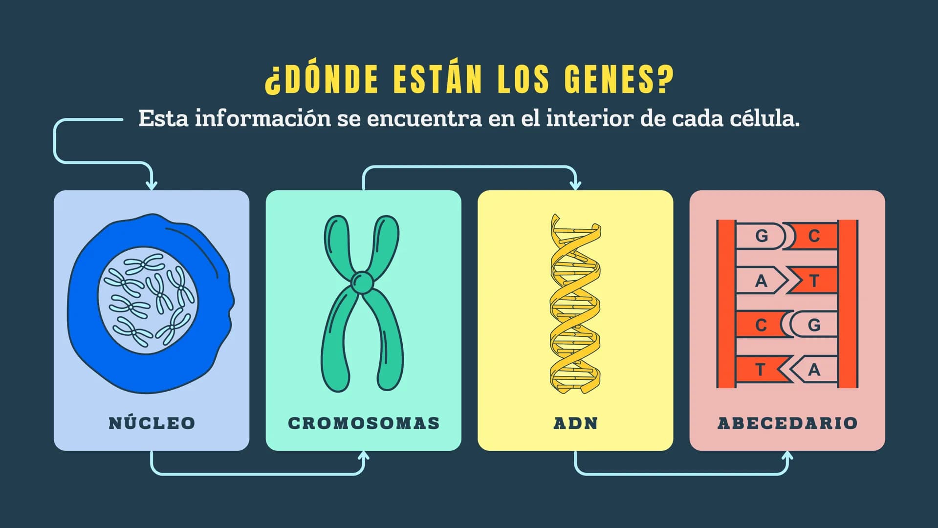 N
H-N
H
H
CH
H-
T
タール
こ
GENETICA
Conceptos básicos
N-H
H-N
G
HIN
H
N-H
C
4-2 TEMARIO:
1
¿Qué es la genética?
2
¿Dónde están los genes?
3 ¿Qu