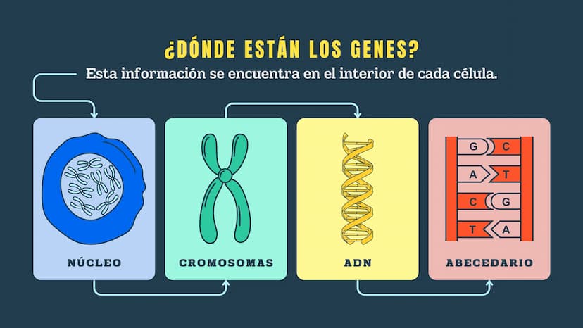 N
H-N
H
H
CH
H-
T
タール
こ
GENETICA
Conceptos básicos
N-H
H-N
G
HIN
H
N-H
C
4-2 TEMARIO:
1
¿Qué es la genética?
2
¿Dónde están los genes?
3 ¿Qu