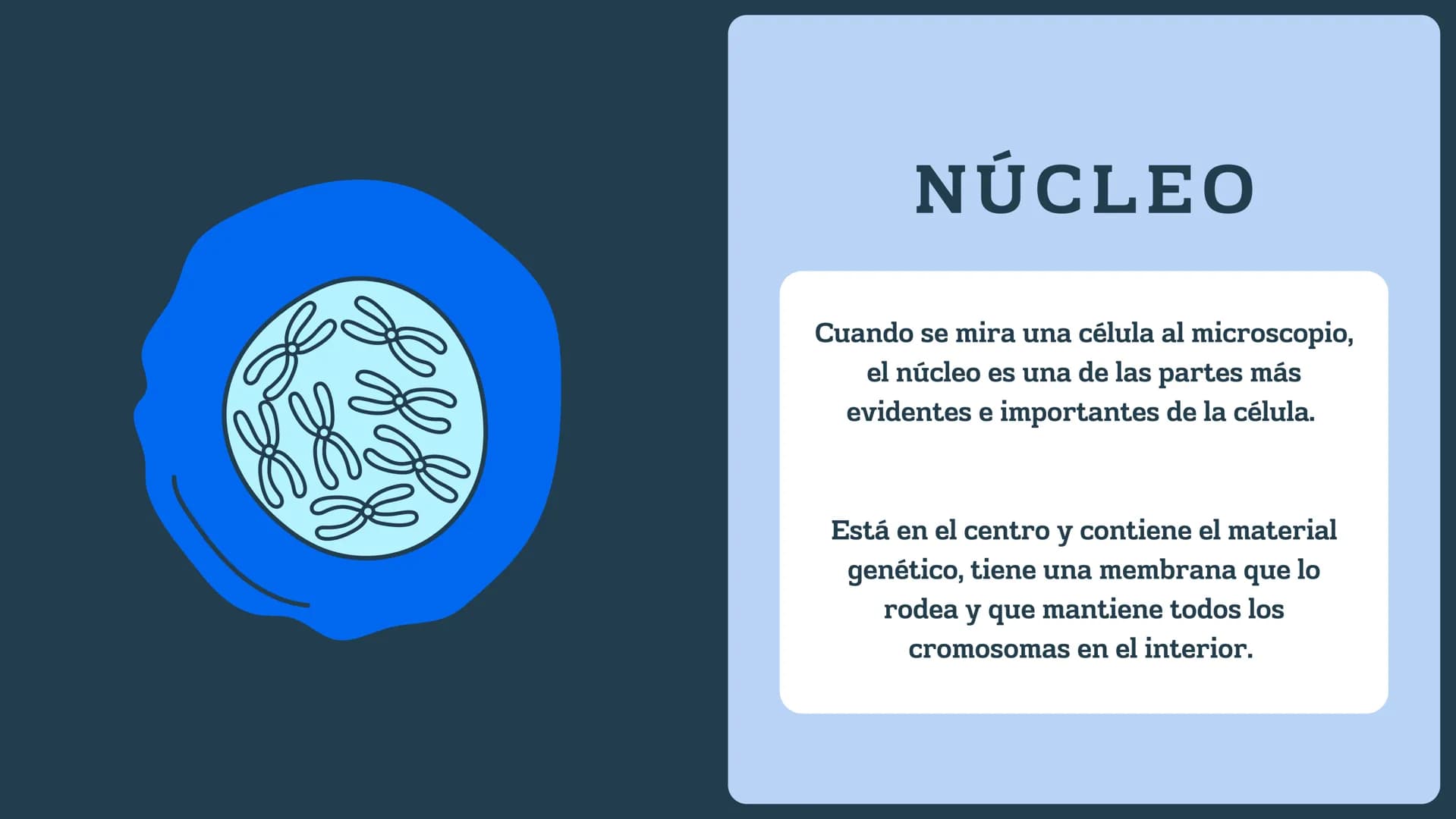 N
H-N
H
H
CH
H-
T
タール
こ
GENETICA
Conceptos básicos
N-H
H-N
G
HIN
H
N-H
C
4-2 TEMARIO:
1
¿Qué es la genética?
2
¿Dónde están los genes?
3 ¿Qu