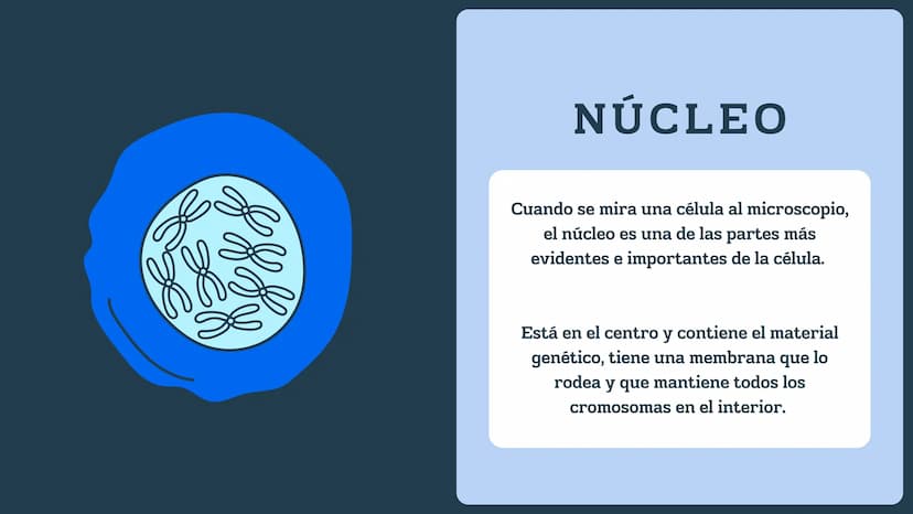 N
H-N
H
H
CH
H-
T
タール
こ
GENETICA
Conceptos básicos
N-H
H-N
G
HIN
H
N-H
C
4-2 TEMARIO:
1
¿Qué es la genética?
2
¿Dónde están los genes?
3 ¿Qu