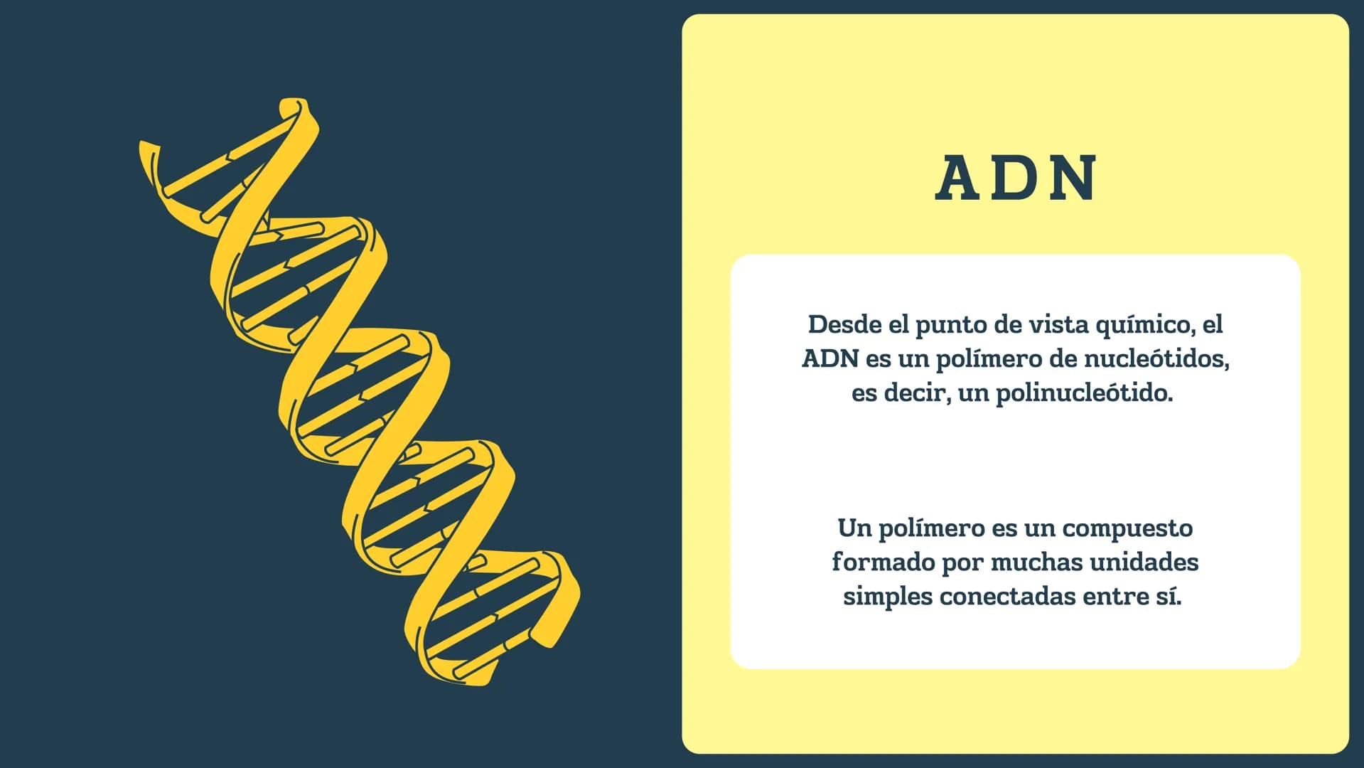 N
H-N
H
H
CH
H-
T
タール
こ
GENETICA
Conceptos básicos
N-H
H-N
G
HIN
H
N-H
C
4-2 TEMARIO:
1
¿Qué es la genética?
2
¿Dónde están los genes?
3 ¿Qu