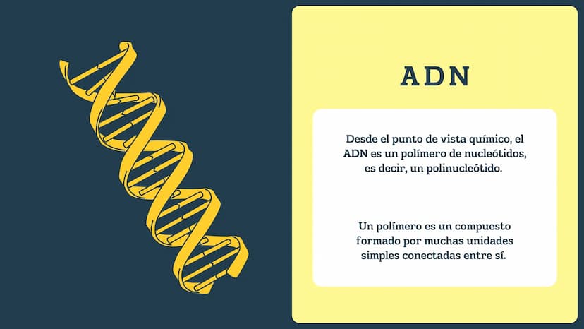 N
H-N
H
H
CH
H-
T
タール
こ
GENETICA
Conceptos básicos
N-H
H-N
G
HIN
H
N-H
C
4-2 TEMARIO:
1
¿Qué es la genética?
2
¿Dónde están los genes?
3 ¿Qu