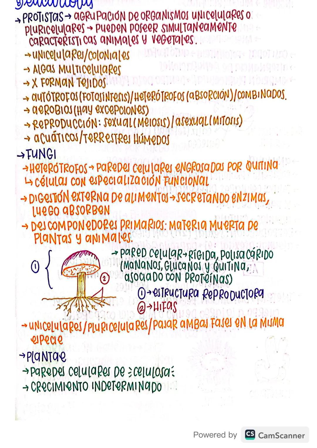 @Procariotasхо (околісно 100 в гордодерия
→BACTERIAS
→DIVERSAS FORMAS esferas (Cocos)
→ unicelulares (0,5-5μm)
→BARRAS (BACILOS)
→Helices(eS