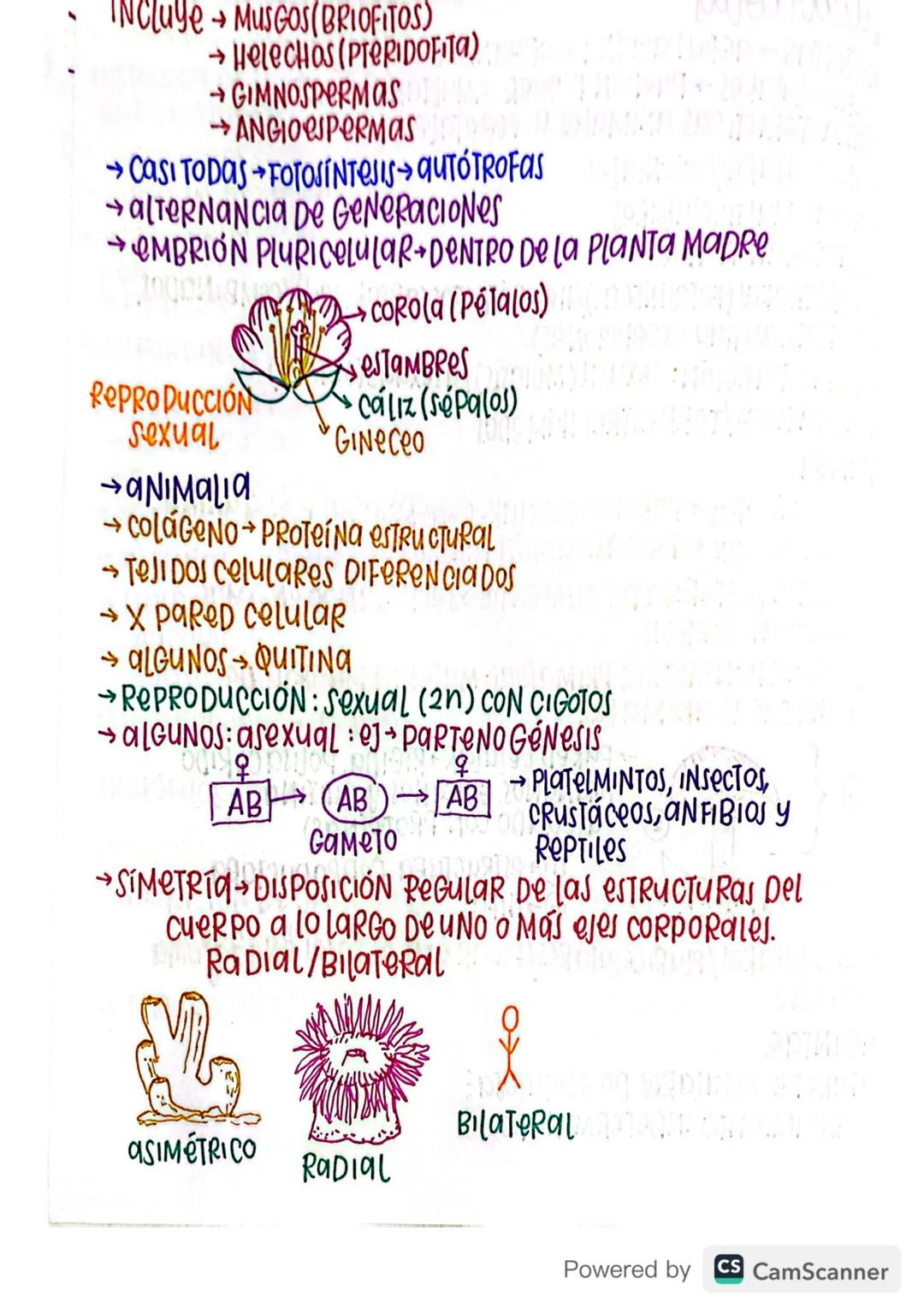 @Procariotasхо (околісно 100 в гордодерия
→BACTERIAS
→DIVERSAS FORMAS esferas (Cocos)
→ unicelulares (0,5-5μm)
→BARRAS (BACILOS)
→Helices(eS