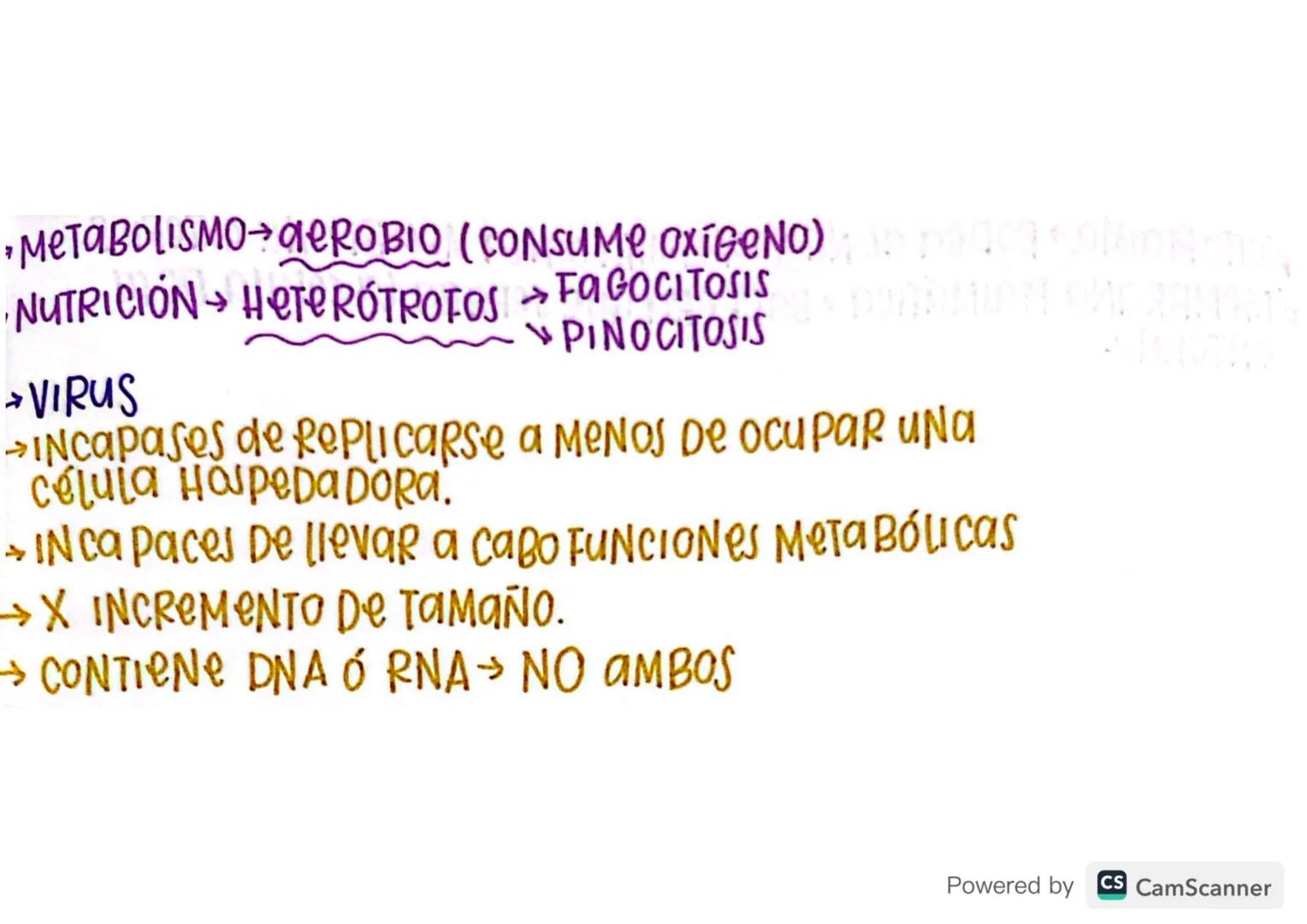 @Procariotasхо (околісно 100 в гордодерия
→BACTERIAS
→DIVERSAS FORMAS esferas (Cocos)
→ unicelulares (0,5-5μm)
→BARRAS (BACILOS)
→Helices(eS