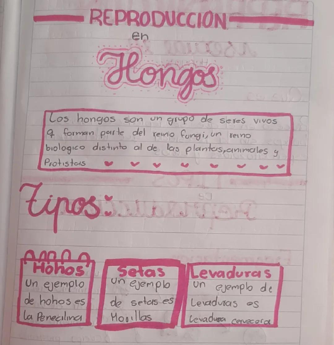 Reproduccion en hongos