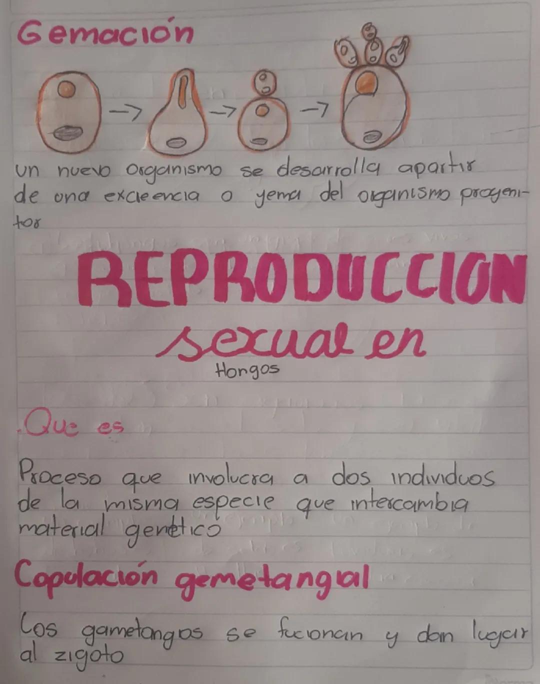 --- REPRODUCCIÓN
en
Hongos
Los hongos son un grupo de seres vivos
¶ forman parte del reino fungi, un reino
biologico distinto al de las plan