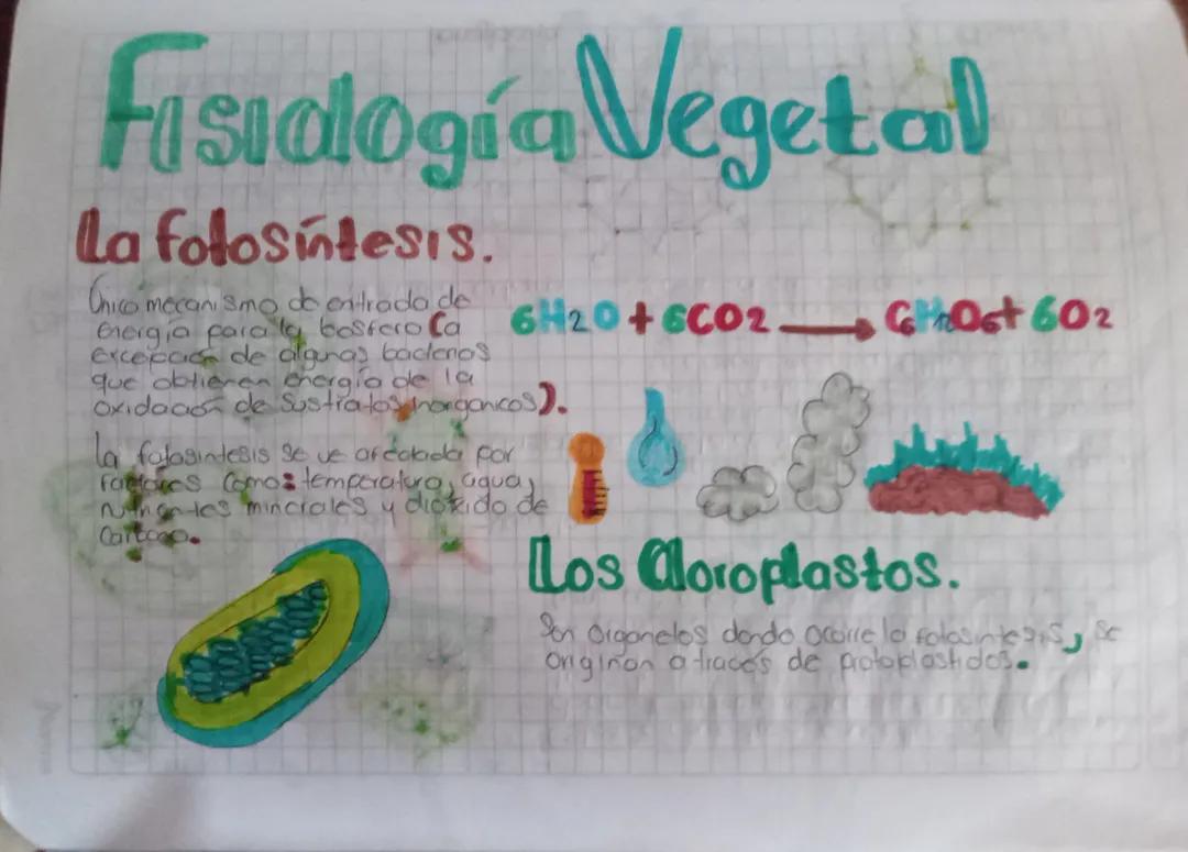 Fisiología vegetal