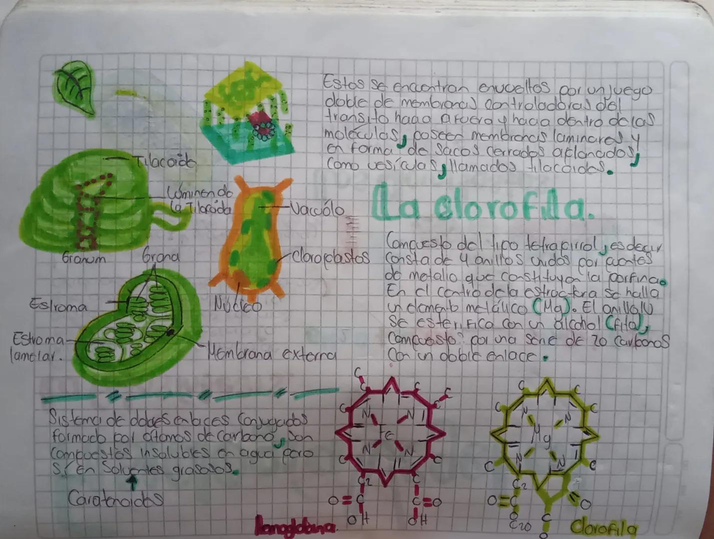 Fisidogía Vegetal

La fotosíntesis.

Único mecanismo do entrada de
Energía para la bosfero Ca
excepció de algunas bactenos
que obtienen ener